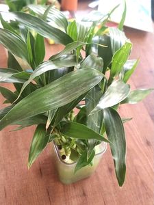 Lucky 🎍 15 Inch Height (9)