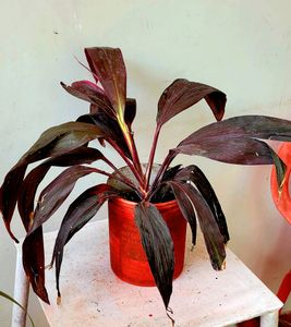 Dracaena Plant🪴 &amp; pot