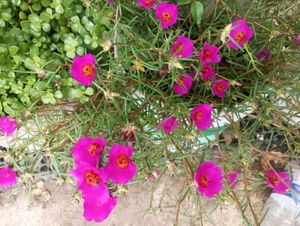 Red Bud Rose And 1 Portulaca Cuttings