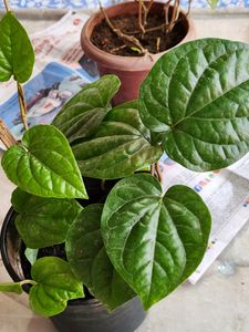 Banarasi Betel Leaves Plant (Large)