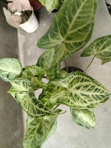 Healthy &amp; Beautiful Syngonium Plants