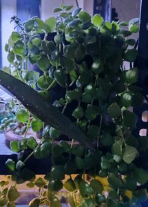 Tangled Heart Vine With Pot