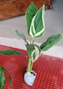 Pack 2 Evergreen Ctenanthe pilosa.. Plan