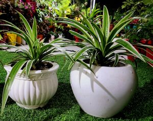 Combo Plants #1 || Snake Plant, Z Plant, Spider Plant ||