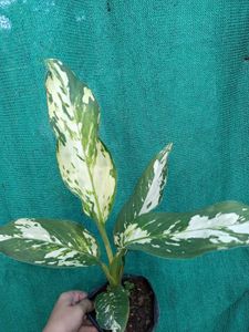 Variegated Dieffenbachia Plant