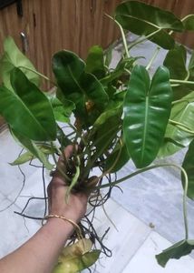Healthy Philodendron burl marx