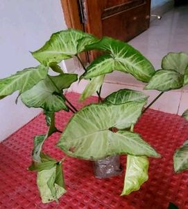 Set 3 Arrowhead Plants