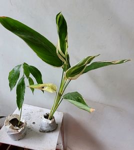Pack 2 Big Mango &amp; NeverNever 🥭 Plant 🪴