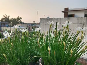 White Rain Lilly Bulb