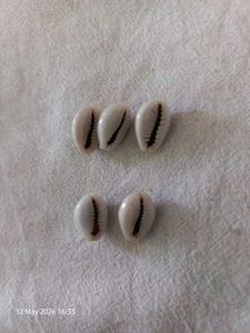 Natural Cowrie Shells for Jewelry Making