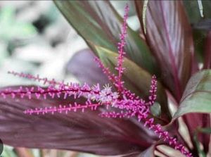 Dracaena Ruby Healthy Plant🌵&amp; Pot