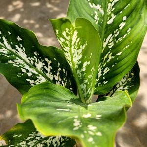 Deffenbchia Plant