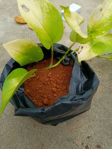 Holy Basil Plant (Tulsi)