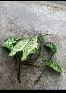 combo of plants