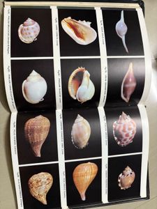 Sea Snails of Pondicherry Book