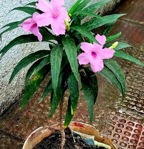 Mexican petunia – Rose Plant 🪴
