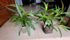 Set 2 Mosen Plants