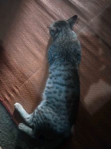 Home + Steet Cat ( Billa )