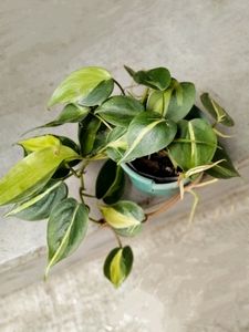 Brazil Pothos