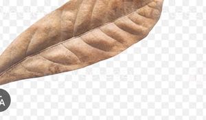 Dry Leaves