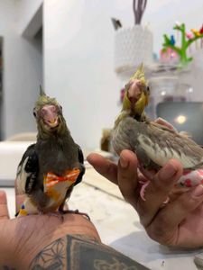 🐦Birds Cute Baby Diapers - Pack of 4🐦