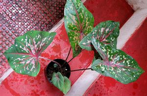 Caladium bicolor Plant 🌱&amp;pot