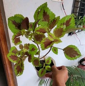 Set 2 Arrowhead &amp; Coleus Plants &amp; Pot