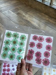 Pressed Daisies Sheets Combo