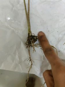 BESTSELLER 🔥🔥 Two caladium bulbs