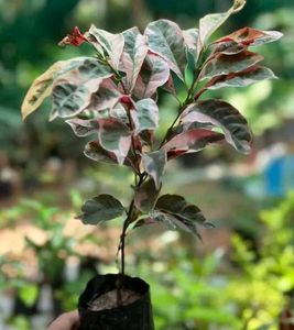 Tricolor Plant
