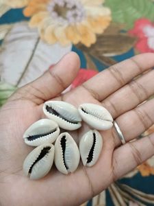 Cowrie Shells - Set of 6