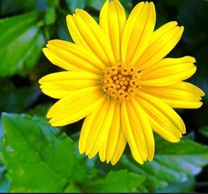 Wedelia plant Bright Yellow Flowers
