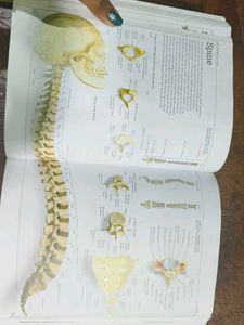 DK Ultimate Family Visual Dictionary