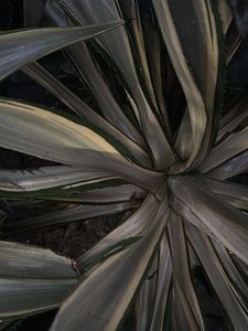 Unique Variegated Agave Plant with multiple pups
