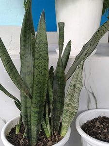 2plants along with roots no pot included