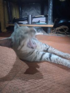 Home + Steet Cat ( Billa )