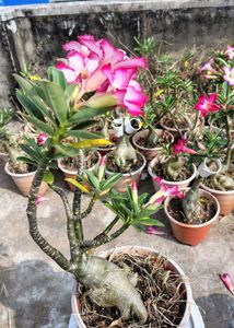 Beautiful Adenium Plants