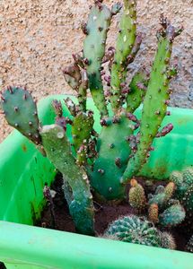 Prickly Pear Cactus . big plant