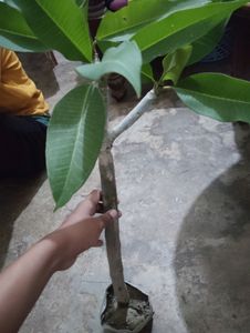 6 Plant With Rooted Combo