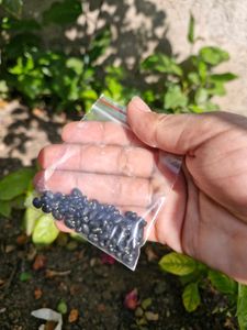 Aparajita Flower Seeds