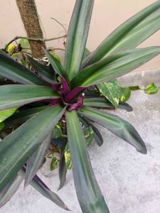 reho plant