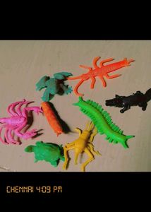 Animals For Projects