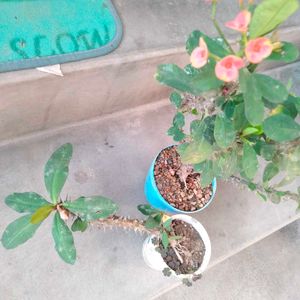Beautiful Crown of Thorns Plants(4 variety)