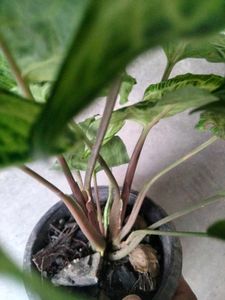 Healthy &amp; Beautiful Syngonium Plants