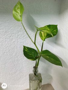 money Plant with glass bottle