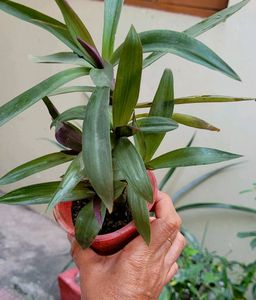 Set 4 Moses in the Cradle &amp; Arrowhead Plant🪴&amp; Pot