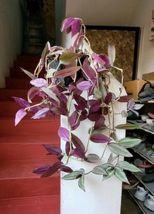 Set 2 Zebronics &amp; Syngonium Plant