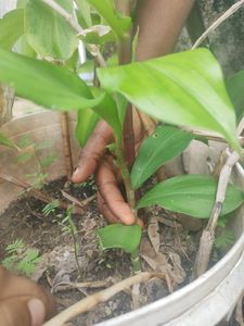 Insulin Plant (Medicinal)