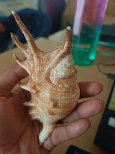 Unique Decorative Seashell