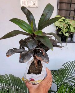 Syngonium Plant 🌵